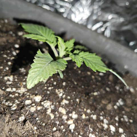 Blaunzy growlog timeline photo