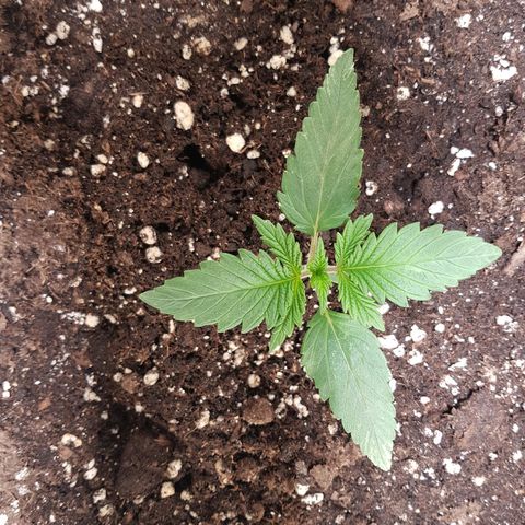 Blaunzy growlog timeline photo