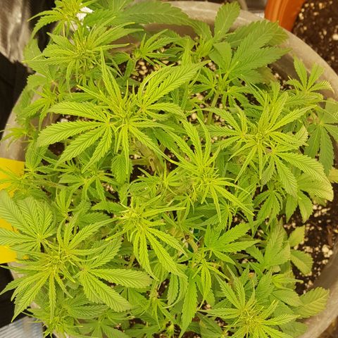 Blaunzy growlog photo: Blütenstempel freigelegt, 
Blätter im Schatten entfernt 
Luftzirkulation Top !