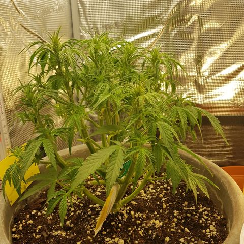 Blaunzy growlog photo: Blütenstempel freigelegt, 
Blätter im Schatten entfernt 
Luftzirkulation Top !