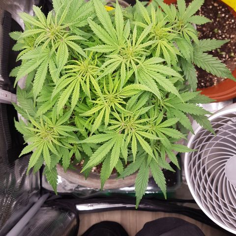 Blaunzy growlog photo: Höhe 31cm
