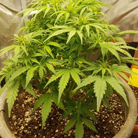 Blaunzy growlog photo: Höhe 31cm