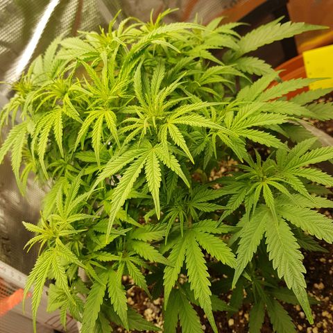 Blaunzy growlog photo: Höhe 31cm