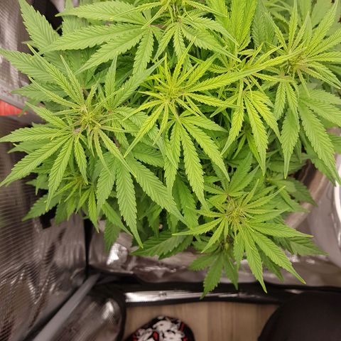 Blaunzy growlog photo: sie fühlt sich wohl 😁
