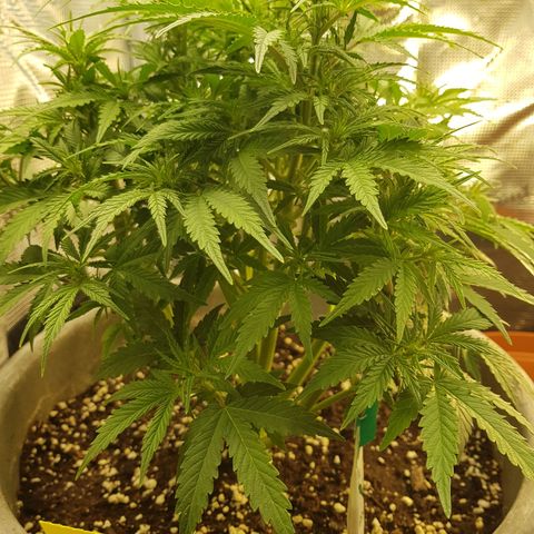Blaunzy growlog photo: sie fühlt sich wohl 😁