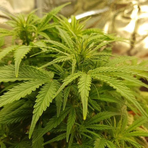 Blaunzy growlog photo: sie fühlt sich wohl 😁