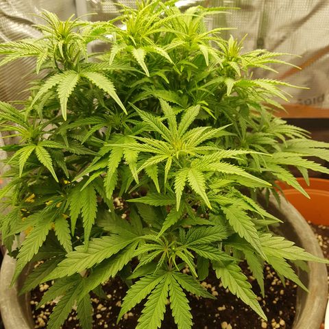 Blaunzy growlog photo: sie fühlt sich wohl 😁