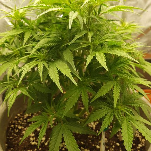Blaunzy growlog photo: sie fühlt sich wohl 😁
