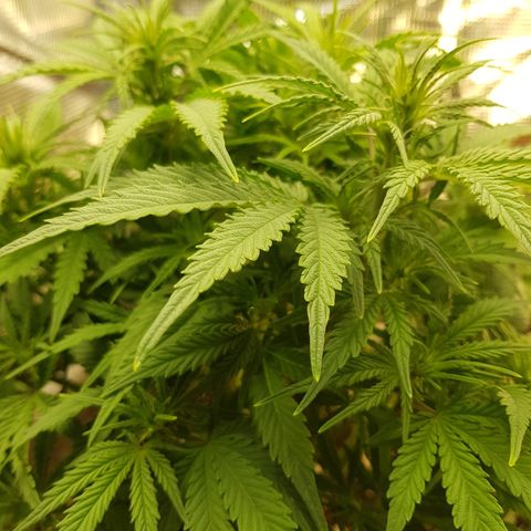 Blaunzy growlog photo: sie fühlt sich wohl 😁