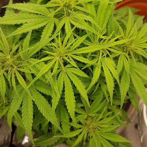 Blaunzy growlog photo: sie fühlt sich wohl 😁