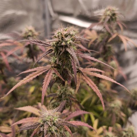 Blaunzy growlog timeline photo