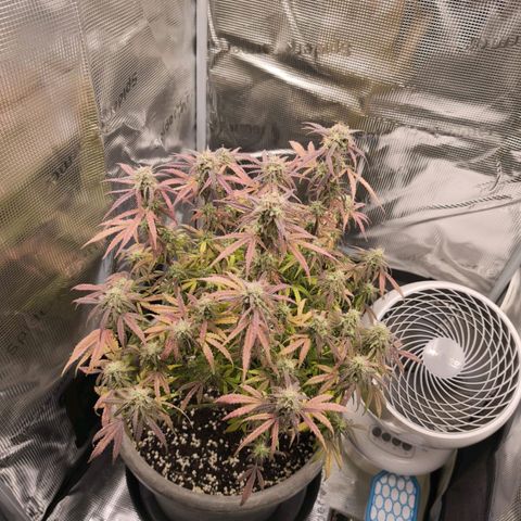 Blaunzy growlog timeline photo