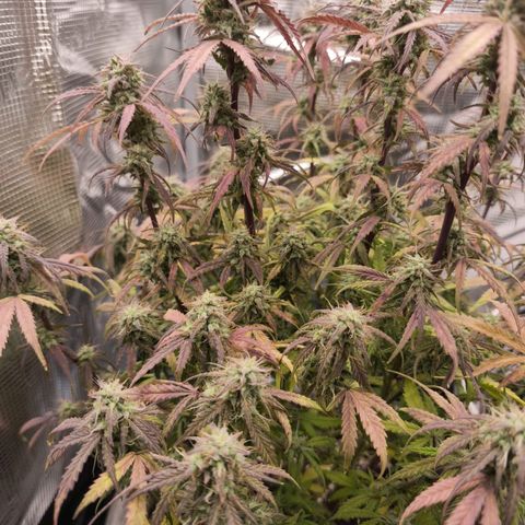 Blaunzy growlog timeline photo
