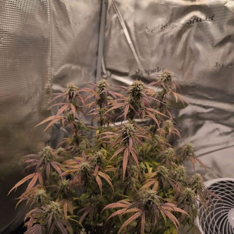 Blaunzy growlog timeline photo
