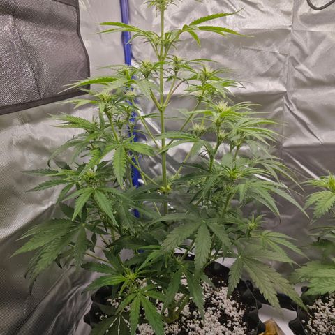 Number 1 growlog timeline photo