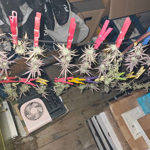 Blaunzy growlog timeline photo