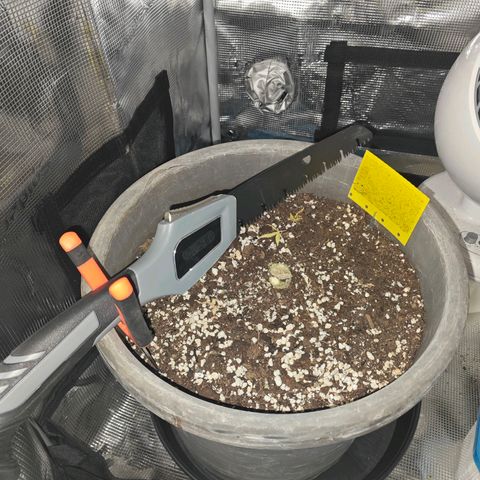 Blaunzy growlog timeline photo