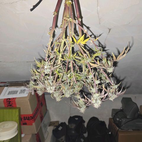 Blaunzy growlog timeline photo