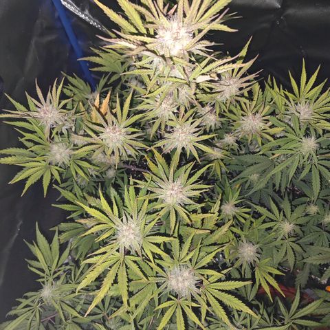 Number 1 growlog timeline photo