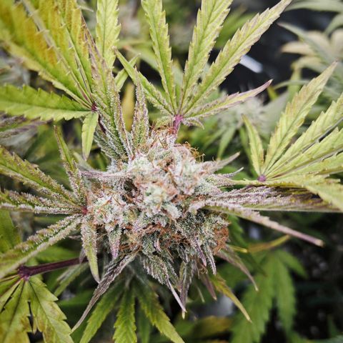 Number 1 growlog timeline photo