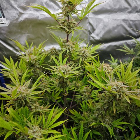 Number 1 growlog timeline photo