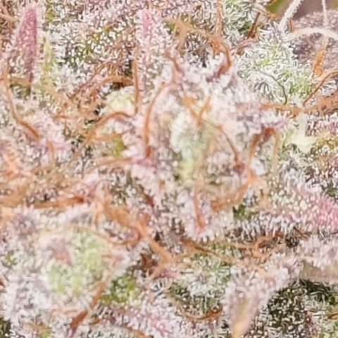 Number 1 growlog timeline photo