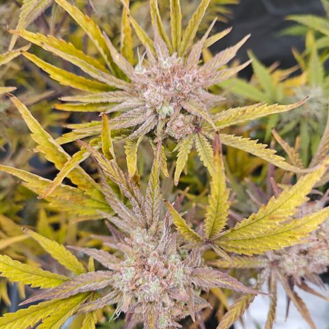Number 1 growlog timeline photo