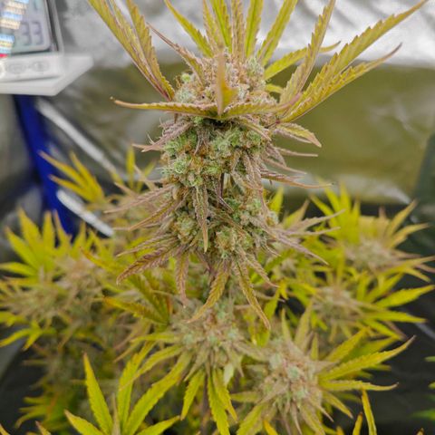Number 1 growlog timeline photo
