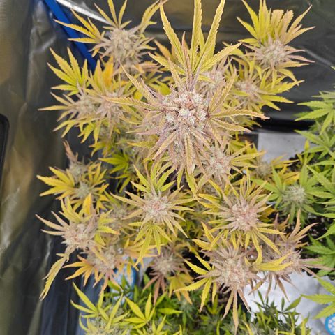 Number 1 growlog timeline photo