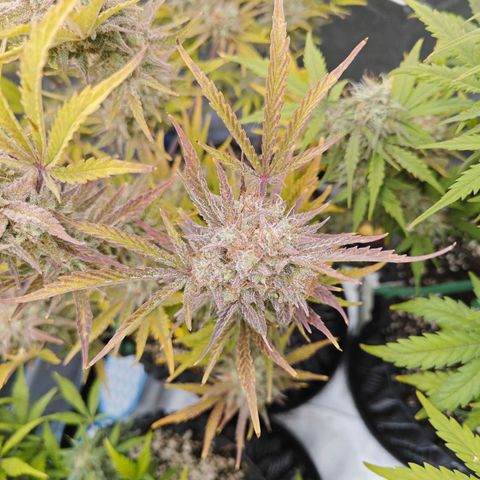Number 1 growlog timeline photo