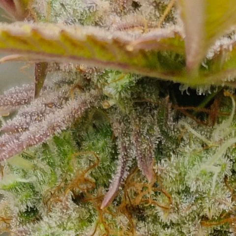 Number 1 growlog timeline photo