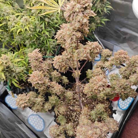 Number 1 growlog photo: ERNTEN.. feucht Gewicht : ca. 300g
