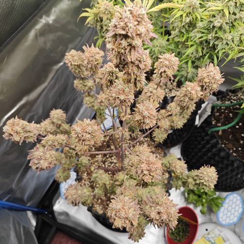 Number 1 growlog photo: ERNTEN.. feucht Gewicht : ca. 300g