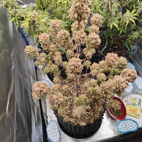 Number 1 growlog photo: ERNTEN.. feucht Gewicht : ca. 300g