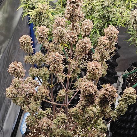 Number 1 growlog photo: ERNTEN.. feucht Gewicht : ca. 300g