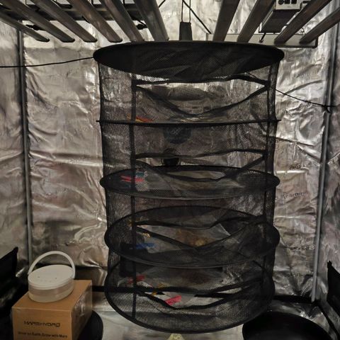 Number 1 growlog photo: trocknen in Dry Ferm Bags
Inkl. Orgon Energy 😘