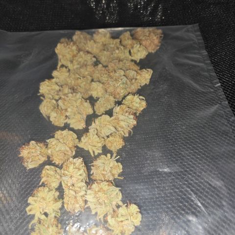 Number 1 growlog photo: trocknen in Dry Ferm Bags
Inkl. Orgon Energy 😘