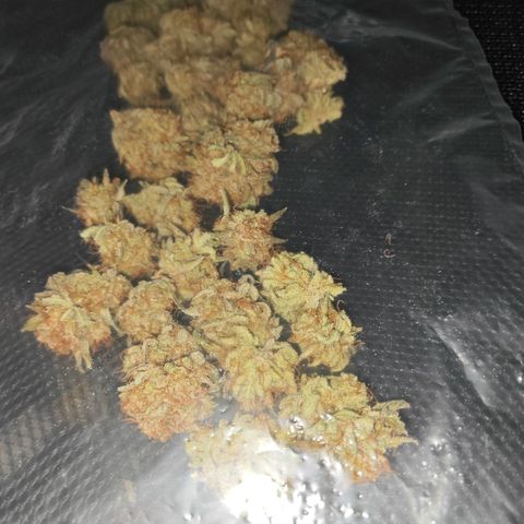 Number 1 growlog photo: trocknen in Dry Ferm Bags
Inkl. Orgon Energy 😘