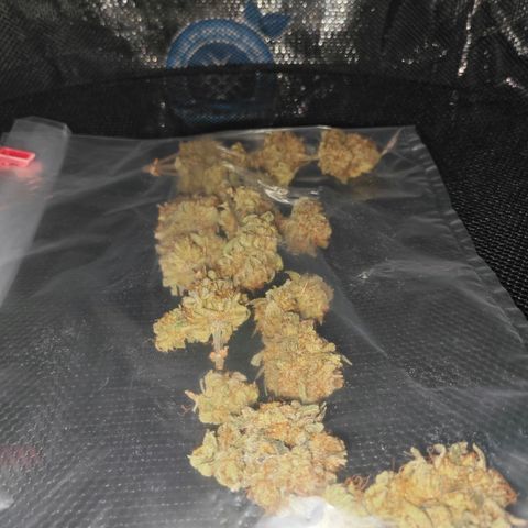 Number 1 growlog photo: trocknen in Dry Ferm Bags
Inkl. Orgon Energy 😘