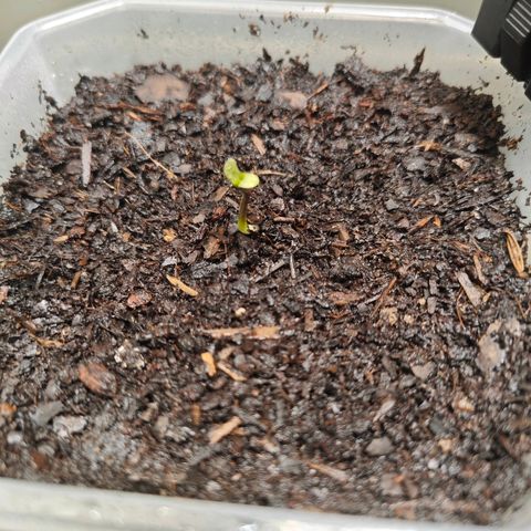 Grease Monkey "D.I.V.A" growlog timeline photo