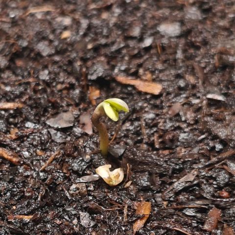 POISON ENVY  growlog timeline photo