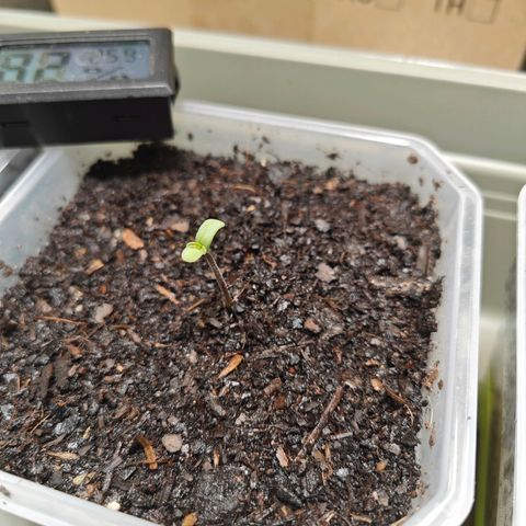 POISON ENVY  growlog photo: Letz go