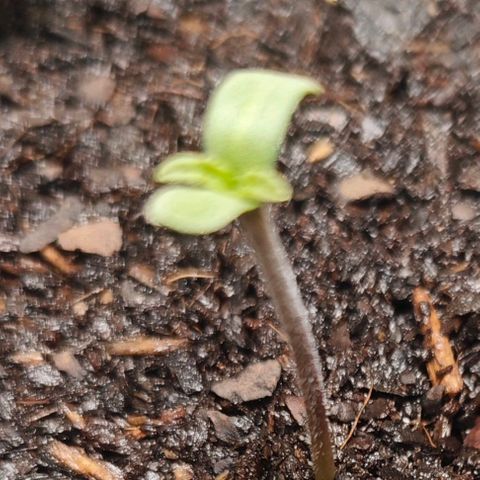 POISON ENVY  growlog timeline photo