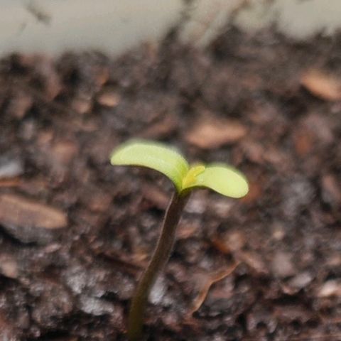 SUPER BOOF "Bootsy" growlog timeline photo