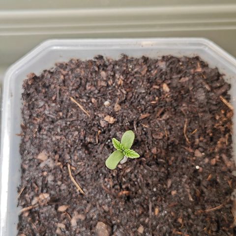Grease Monkey "D.I.V.A" growlog photo: RL konstant bei 75%