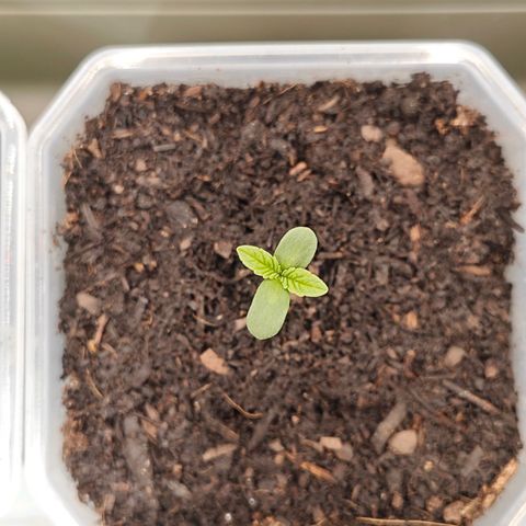 POISON ENVY  growlog photo: RL konstant bei 75%