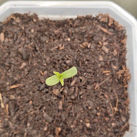 SUPER BOOF "Bootsy" growlog timeline photo