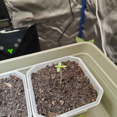 Grease Monkey "D.I.V.A" growlog timeline photo