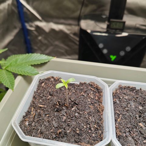 SUPER BOOF "Bootsy" growlog timeline photo