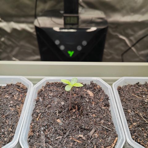 POISON ENVY  growlog timeline photo